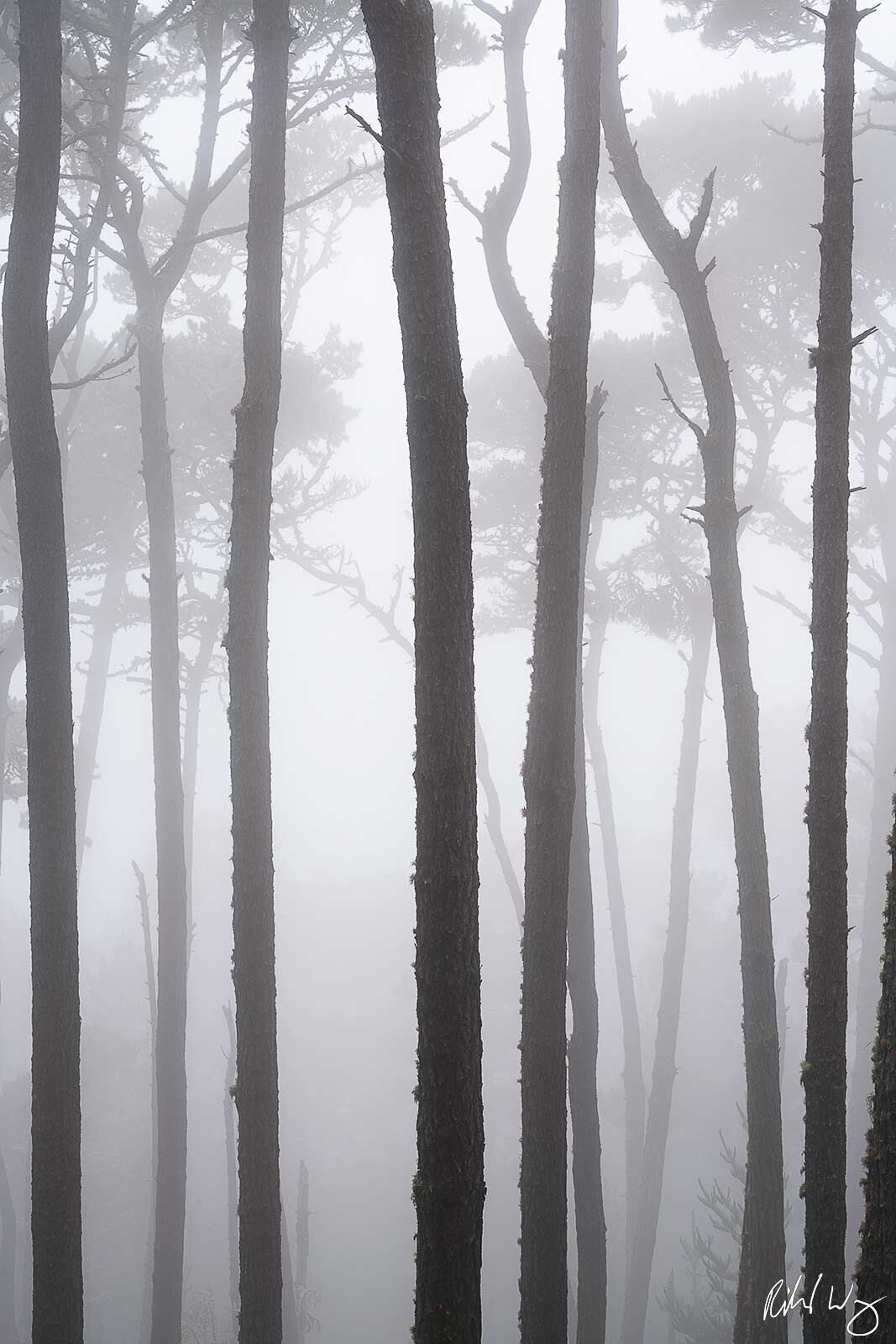 Monterey Pines In Fog, Pebble Beach, California, photo