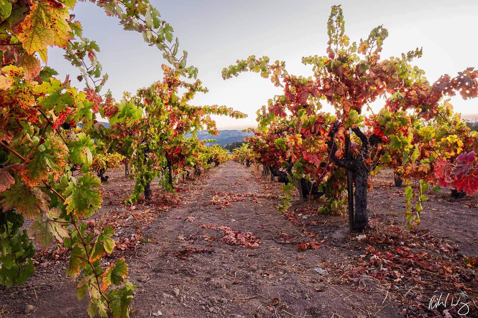 Vineyard Fall Colors, Alexander Valley AVA, California, photo