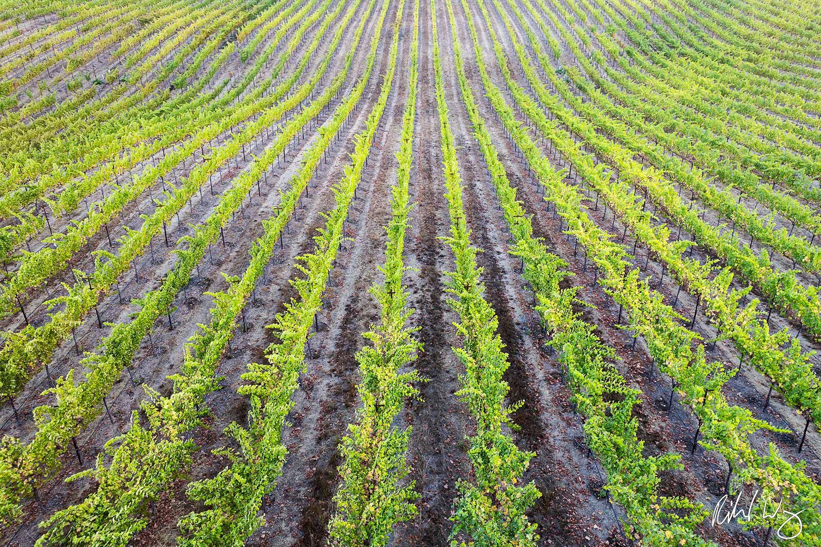 Rows of Vineyard, Alexander Valley AVA, California, photo