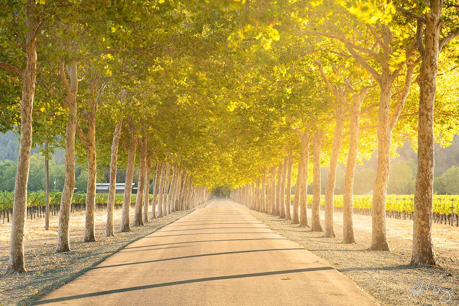 Tree-Lined Road in Vineyard, Napa Valley, California, photo