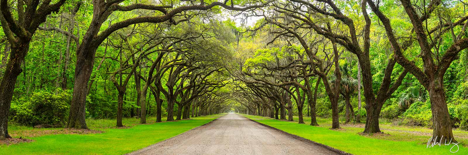 Wormsloe Plantation Panoramic photo