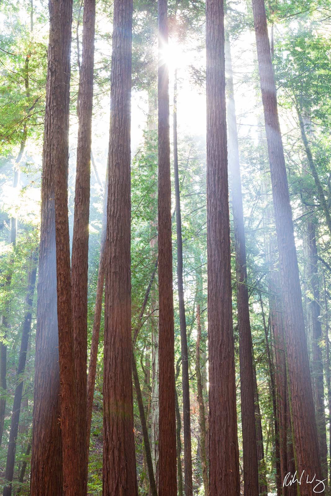 Crepuscular Rays Shining Through Armstrong Redwoods SNR, Guerneville, California, photo